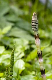 Horsetail Reed Bamboo - 5 Gallon - Plantclearance.Com