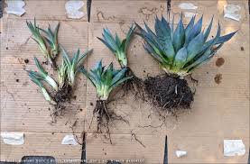 How To Divide And Transplant Yucca Offshoot Pups