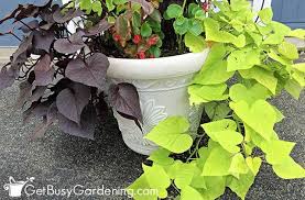 Holes In Ornamental Potato Vine | Hometalk