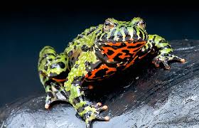 Fire Bellied Toad Care Sheet: Food, Habitat & Health | Petco